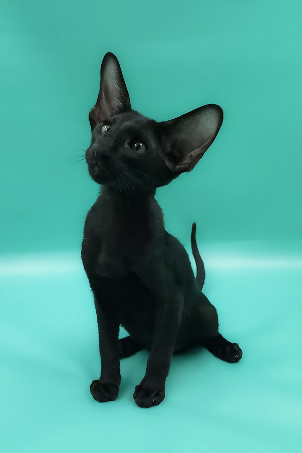 Romeo | Oriental Shorthair Kitten