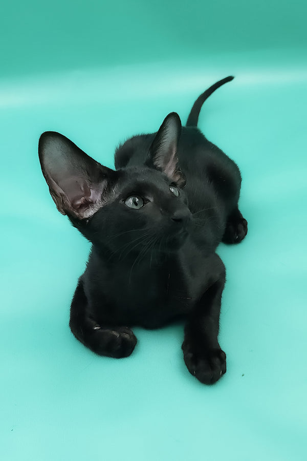 Romeo | Oriental Shorthair Kitten