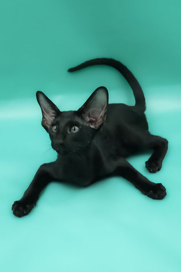 Romeo | Oriental Shorthair Kitten