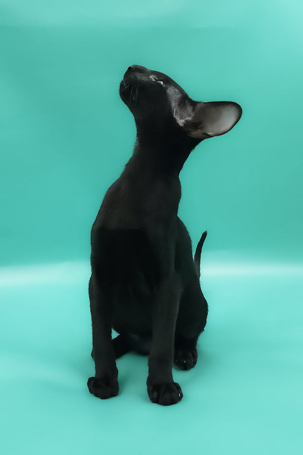 Romeo | Oriental Shorthair Kitten