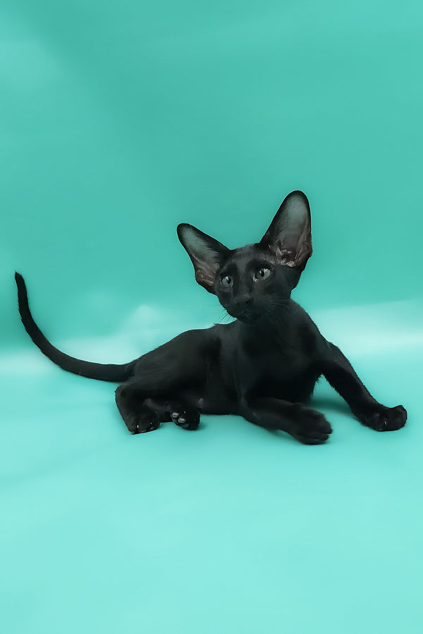 Romeo | Oriental Shorthair Kitten