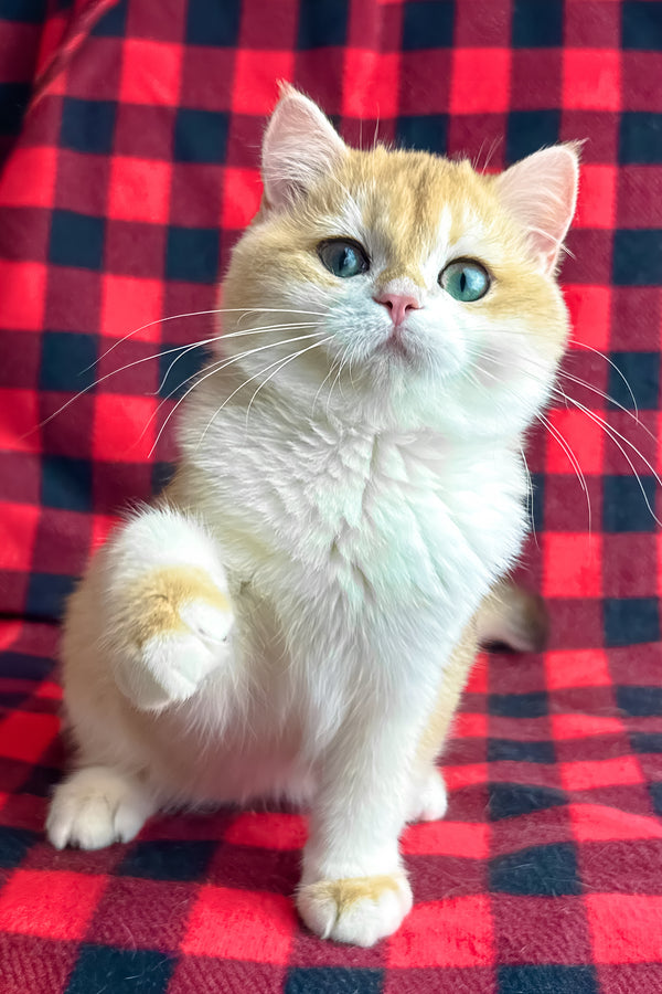 Romeo | British Shorthair Kitten