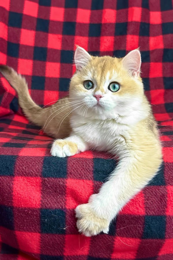 Romeo | British Shorthair Kitten