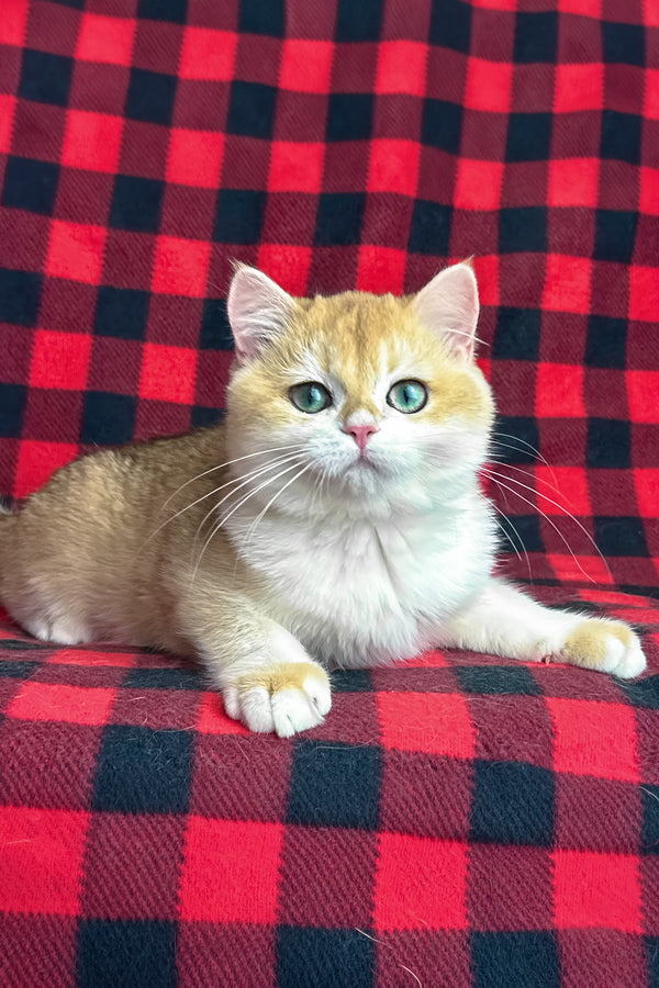 Romeo | British Shorthair Kitten