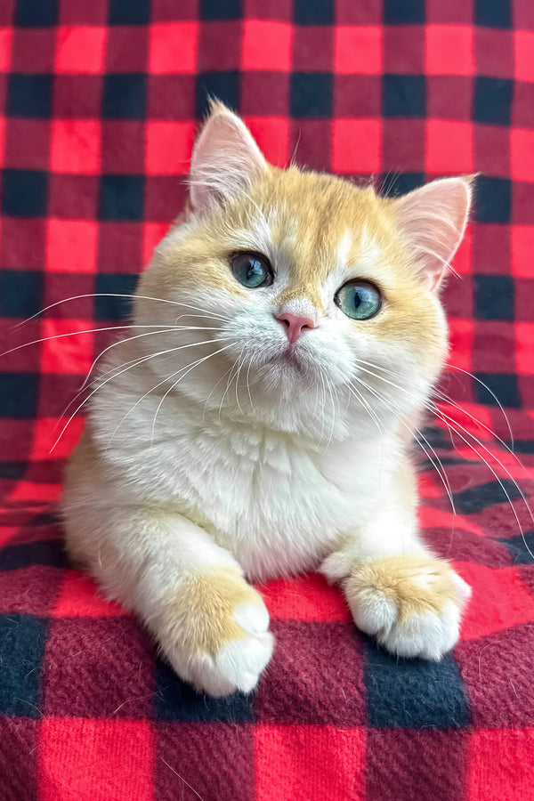 Romeo | British Shorthair Kitten