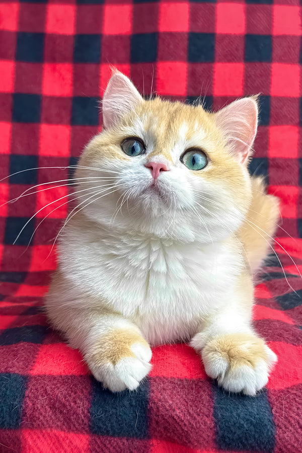 Romeo | British Shorthair Kitten