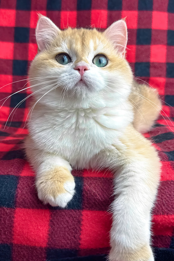 Romeo | British Shorthair Kitten