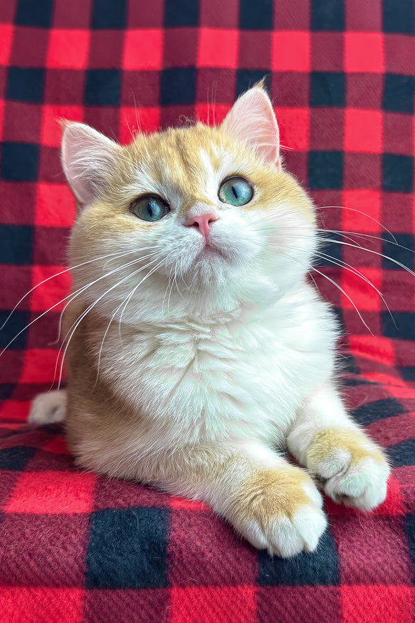 Romeo | British Shorthair Kitten