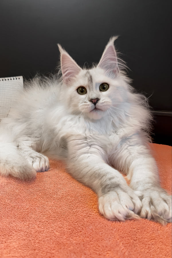 Romeo | Polydactyl Maine Coon Kitten