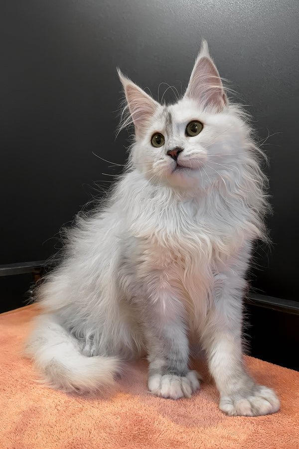 Romeo | Polydactyl Maine Coon Kitten