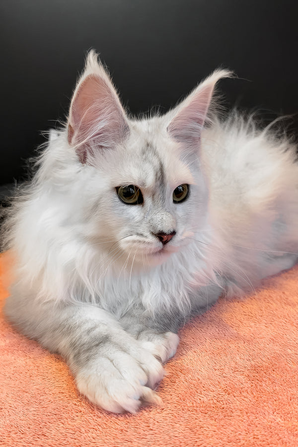 Romeo | Polydactyl Maine Coon Kitten