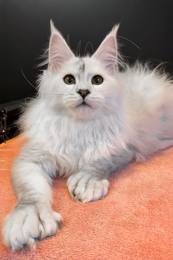 Romeo | Polydactyl Maine Coon Kitten