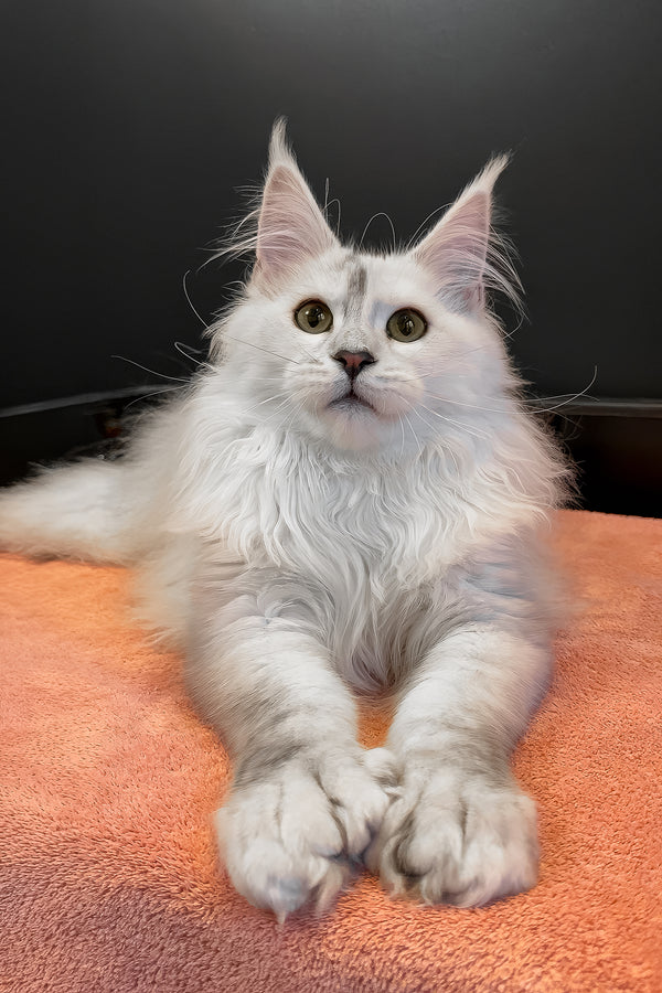 Romeo | Polydactyl Maine Coon Kitten