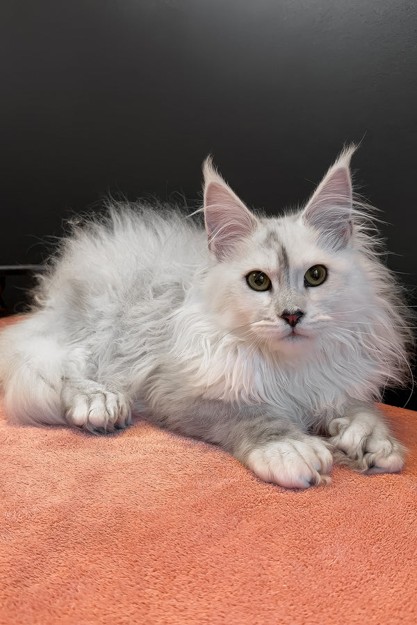 Romeo | Polydactyl Maine Coon Kitten