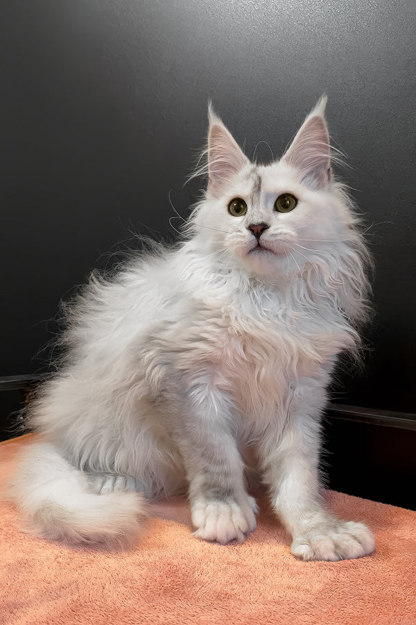 Romeo | Polydactyl Maine Coon Kitten