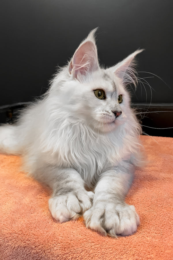 Romeo | Polydactyl Maine Coon Kitten