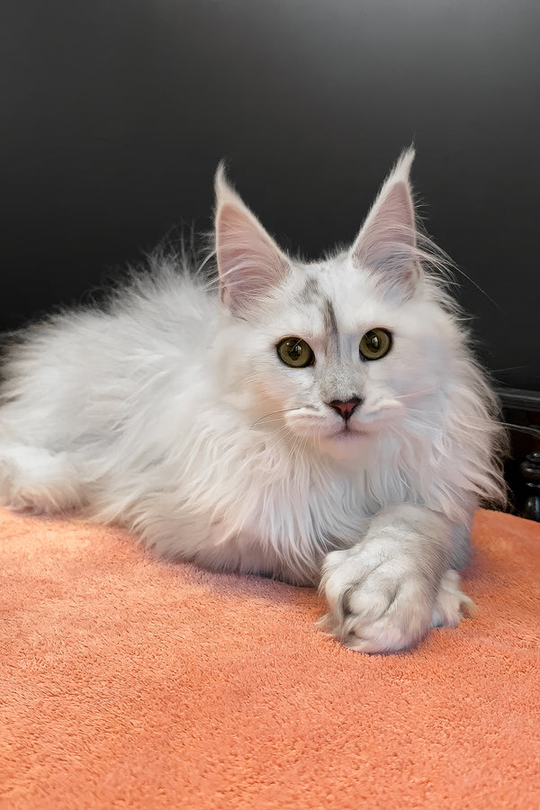 Romeo | Polydactyl Maine Coon Kitten