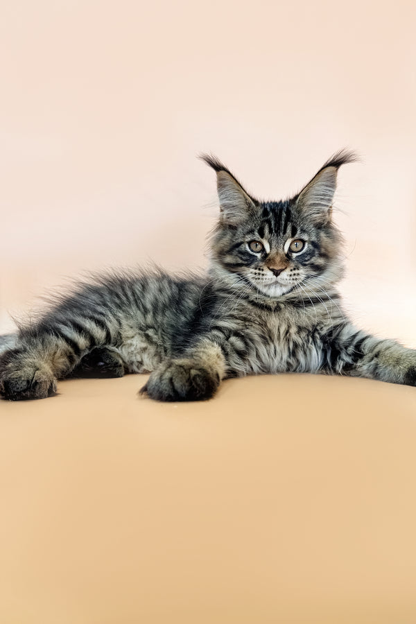 Ronny | Maine Coon Kitten