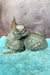 Rory | Devon Rex Kitten