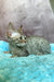 Rory | Devon Rex Kitten