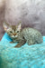 Rory | Devon Rex Kitten