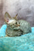 Rory | Devon Rex Kitten