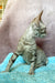Rory | Devon Rex Kitten