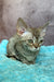 Rory | Devon Rex Kitten