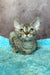 Rory | Devon Rex Kitten