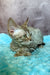 Rory | Devon Rex Kitten