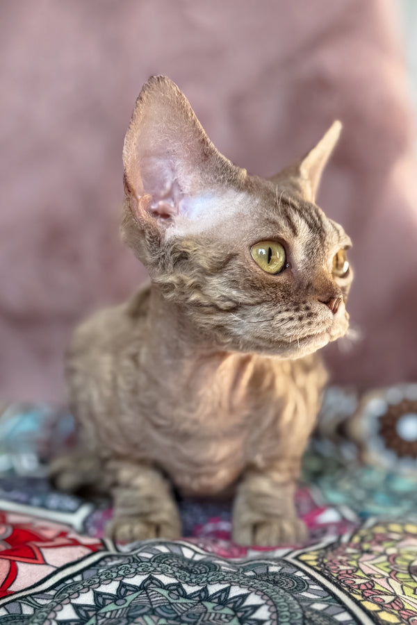 Rory | Devon Rex Kitten