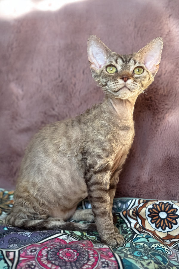 Rory | Devon Rex Kitten