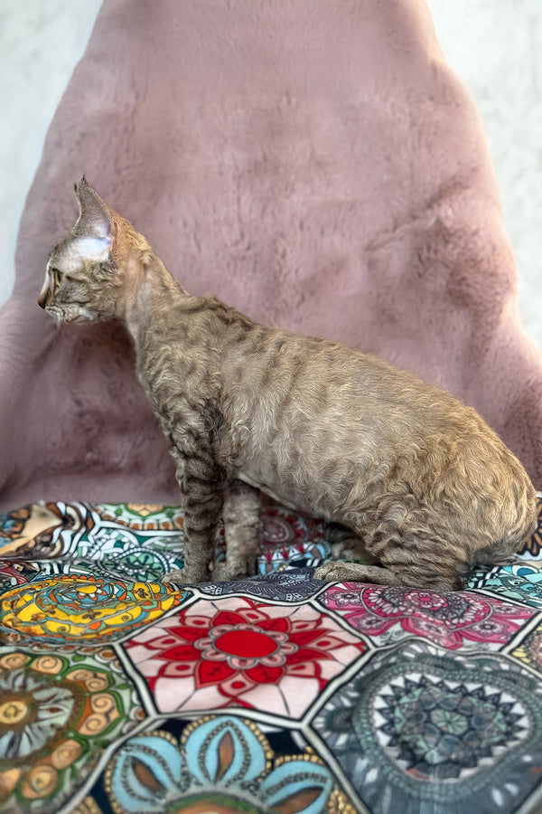 Rory | Devon Rex Kitten