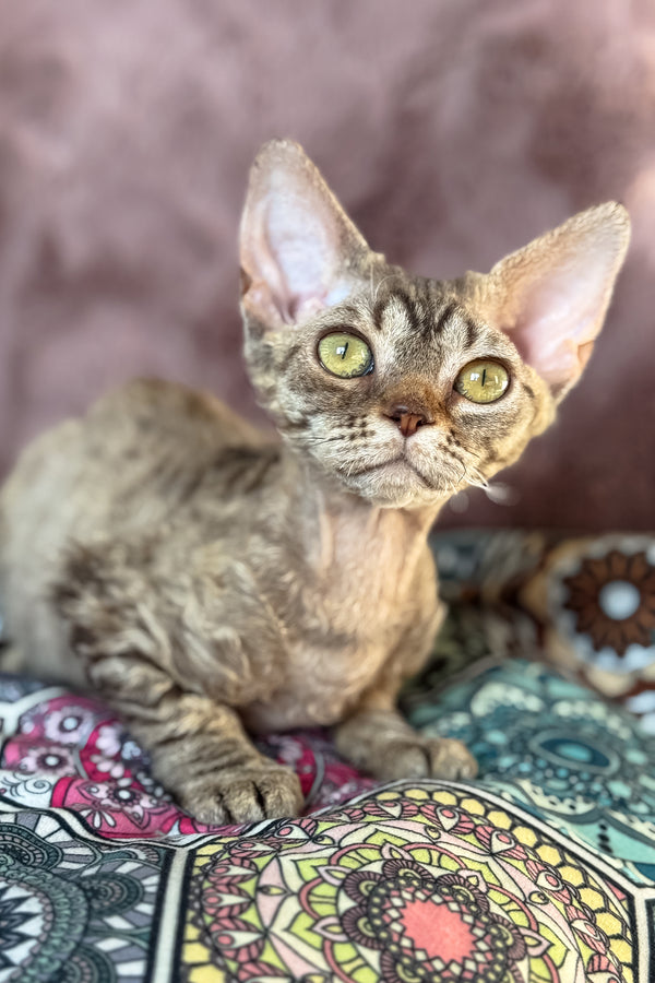 Rory | Devon Rex Kitten