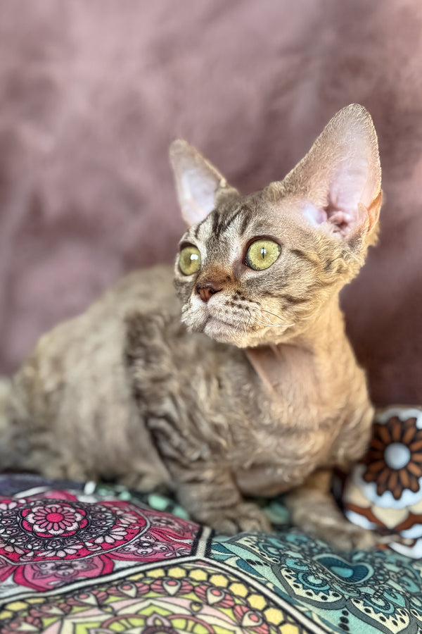 Rory | Devon Rex Kitten