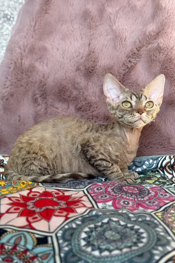 Rory | Devon Rex Kitten