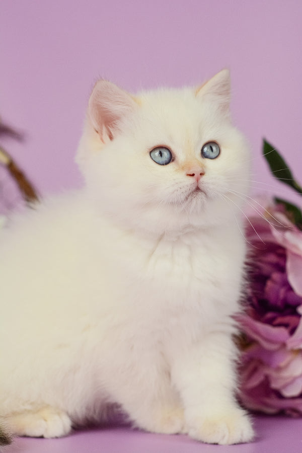 Rosa | British Shorthair Kitten