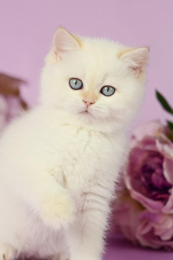Rosa | British Shorthair Kitten