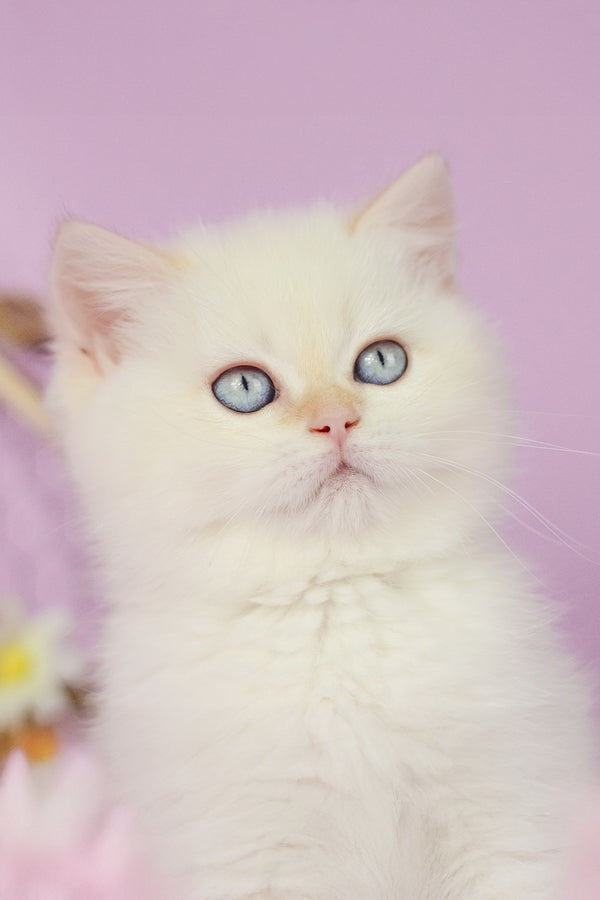 Rosa | British Shorthair Kitten