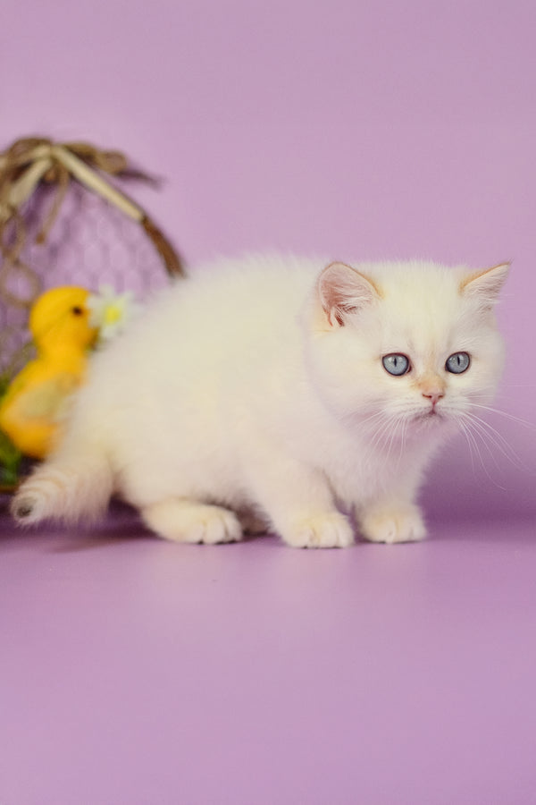 Rosa | British Shorthair Kitten
