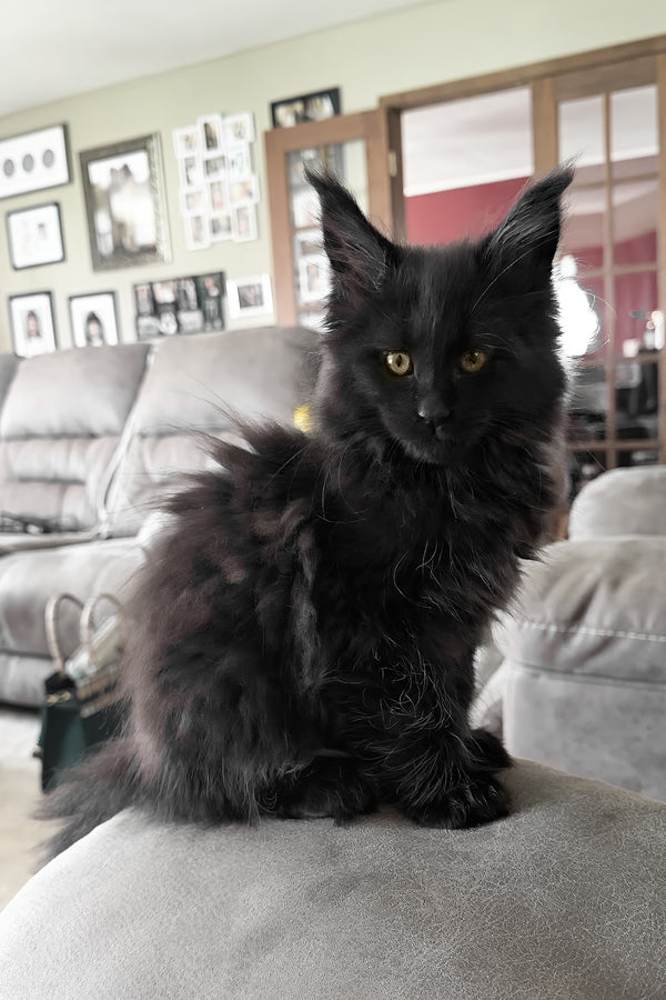 Rosalie | Maine Coon Kitten