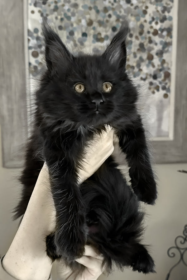 Rosalie | Maine Coon Kitten