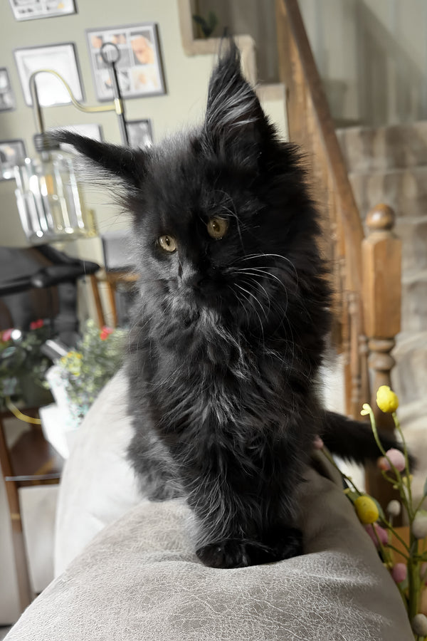 Rosalie | Maine Coon Kitten
