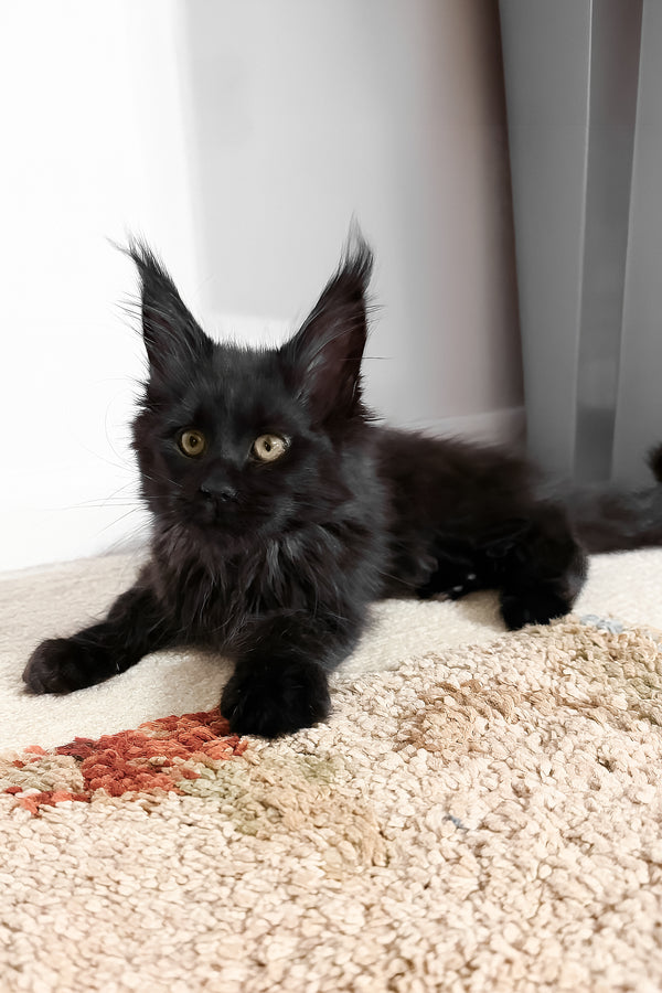 Rosalie | Maine Coon Kitten