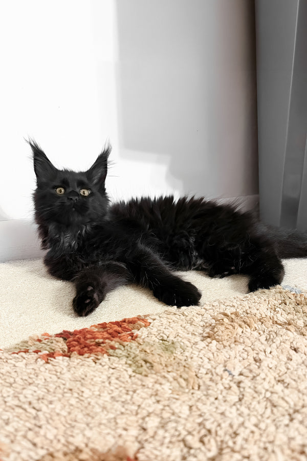 Rosalie | Maine Coon Kitten