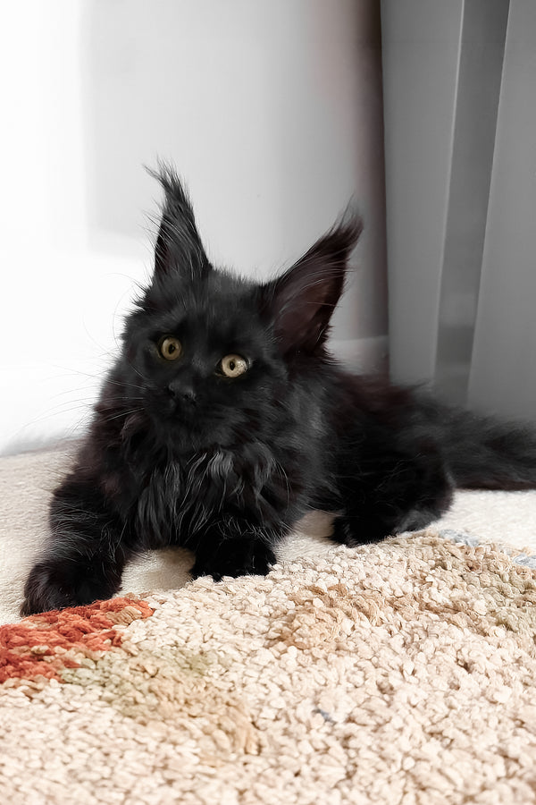 Rosalie | Maine Coon Kitten