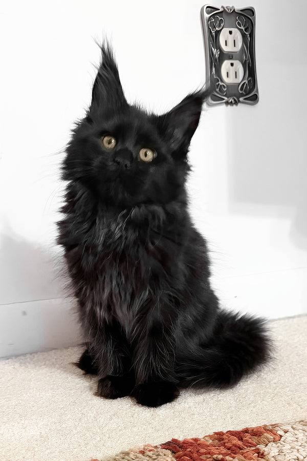 Rosalie | Maine Coon Kitten