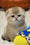 Rosi | Scottish Fold Kitten