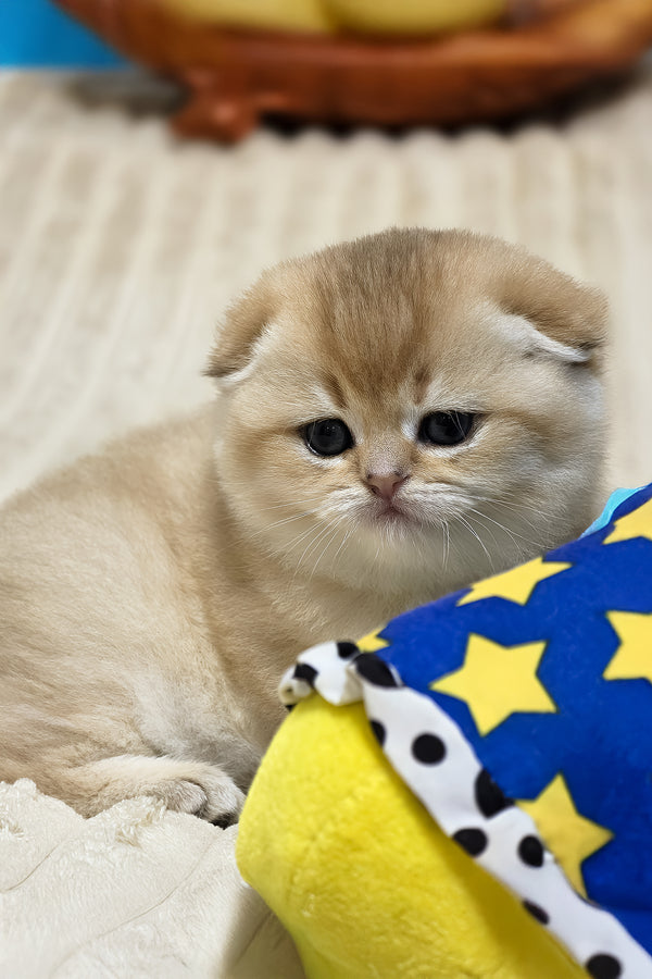 Rosi | Scottish Fold Kitten