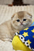 Rosi | Scottish Fold Kitten